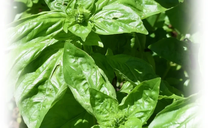 basil-1-690x426.webp