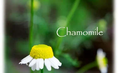 ハーブの彩 ♪第５回　万能ハーブ　ジャーマンカモミール