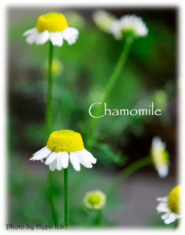 ハーブの彩 ♪第５回　万能ハーブ　ジャーマンカモミール