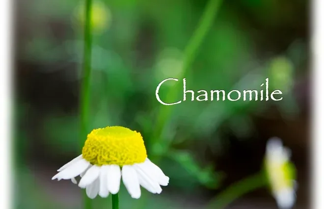 chamomile1-1-660x426.webp