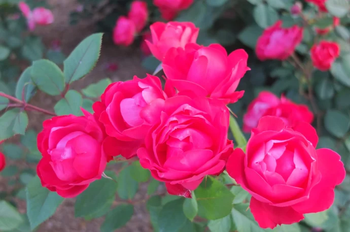 Labyrinth バラの迷宮 pickup12『チェリー ボニカ Cherry Bonica』