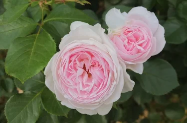 Labyrinth バラの迷宮 pickup18『クリスティアーナ Christiana』