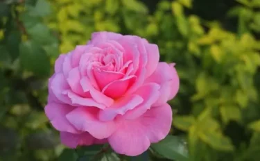 バラをもっと深く知る⑦ よく繰り返して咲く、株がコンパクトなバラ その2～家庭園芸にも向くバラ