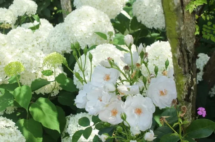 Labyrinth バラの迷宮 pickup23『ドミニク ロワゾー Dominiqe Loiseau』