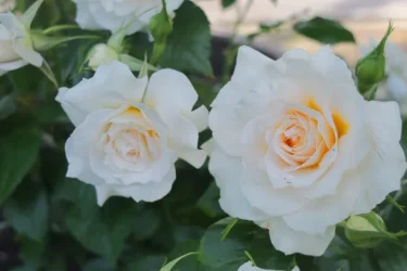 Labyrinth バラの迷宮 pickup70『ナディーヌ エクセラリッシ』