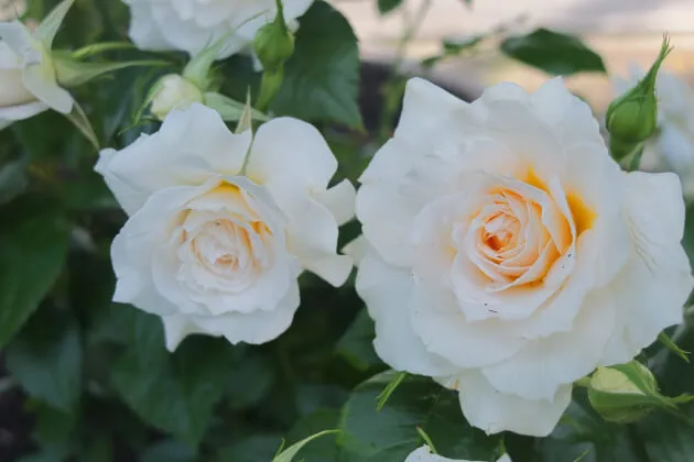 Labyrinth バラの迷宮 pickup70『ナディーヌ エクセラリッシ』