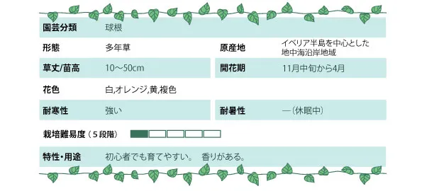 スイセンの基本情報