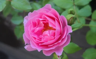 Labyrinth バラの迷宮 pickup31『エンデュミオン Endymion』