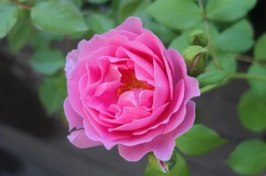 Labyrinth バラの迷宮 pickup31『エンデュミオン Endymion』