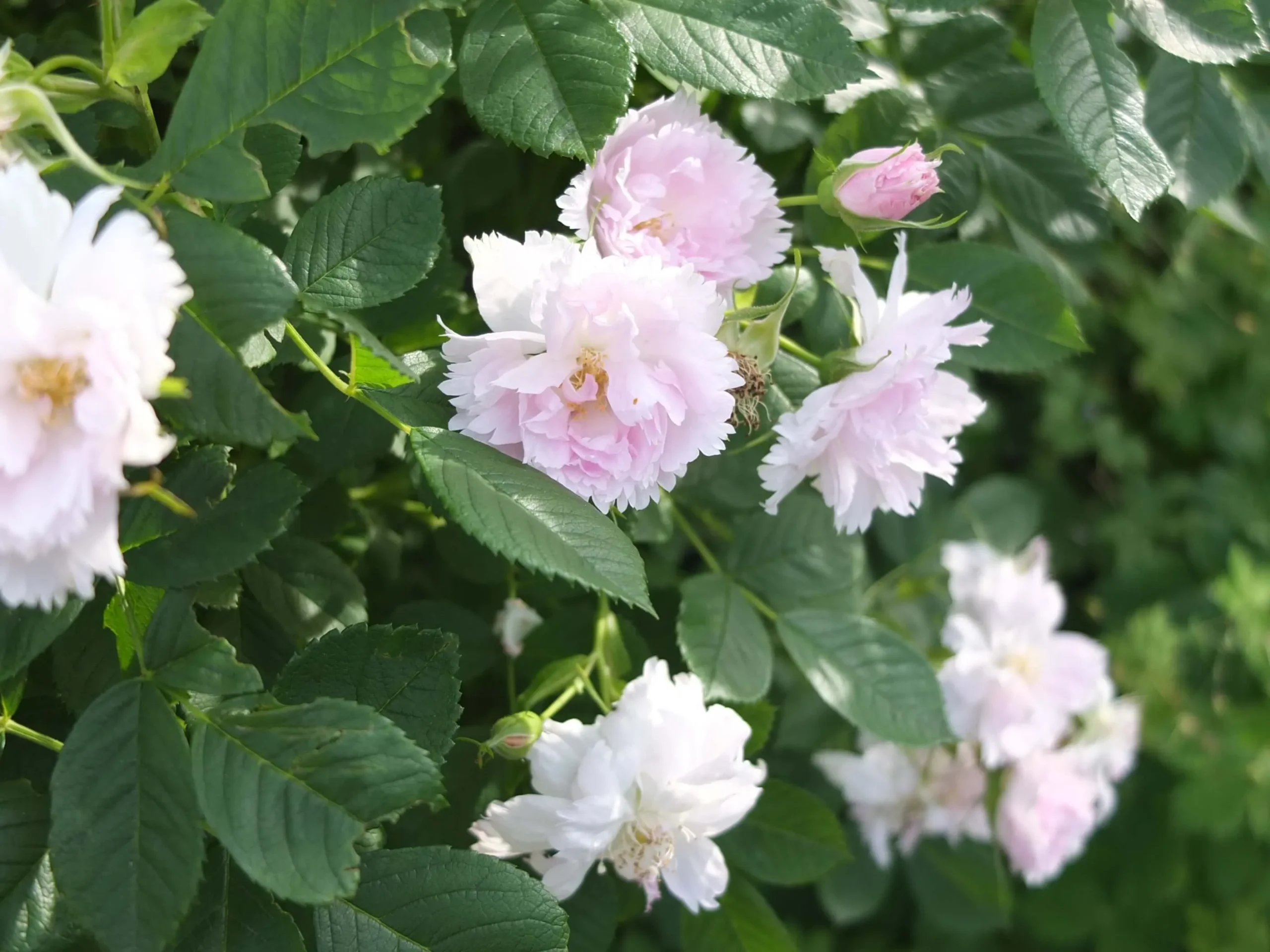 DAキーラ 薔薇　6月いっぱいの出品 DAキーラ 薔薇 6月いっぱいの出品 - メルカリ