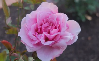 Labyrinth バラの迷宮 pickup30『風謝（ふうしゃ） Fusha』