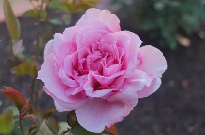 Labyrinth バラの迷宮 pickup30『風謝（ふうしゃ） Fusha』