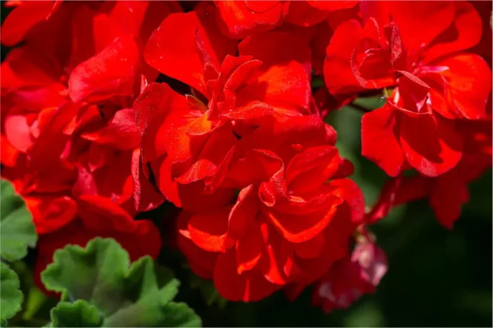 【ゼラニウムの育て方】 艶やかな花と香りを楽しむための栽培のコツ