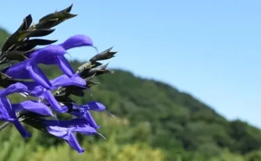 ハーブの彩 誰でも使えるの？（注意点）