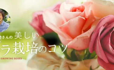 木村卓功さんの 「美しいバラ栽培のコツ」CULTIVATION OF ROSES