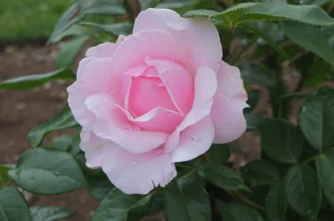 Labyrinth バラの迷宮 pickup11『ジル ドゥ ブリザック Gille de Brissac』