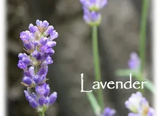 ハーブの彩 ♪第１１回　リラックスできるラベンダー