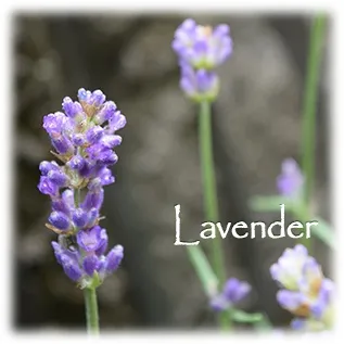 ハーブの彩 ♪第１１回　リラックスできるラベンダー