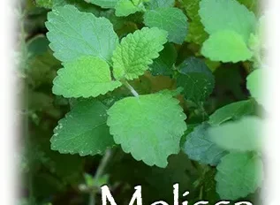 ハーブの彩 ♪第１０回　ブレンドに合うレモンバーム（メリッサ）