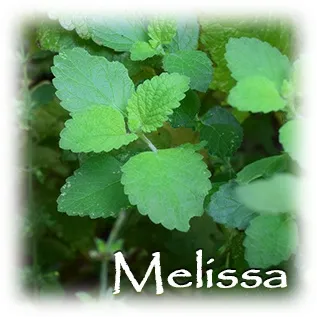ハーブの彩 ♪第１０回　ブレンドに合うレモンバーム（メリッサ）