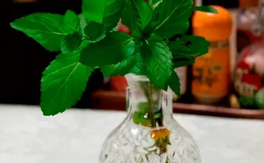 ハーブの彩 ♪第３回　ミントを活用してみよう