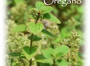 ハーブの彩 ♪第７回　花も楽しめるオレガノ