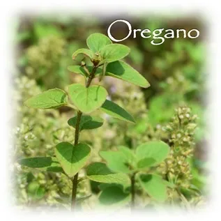 ハーブの彩 ♪第７回　花も楽しめるオレガノ