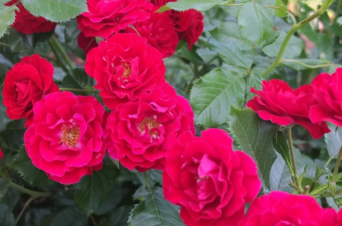 ★鼈甲（べっ甲）無垢・大きな薔薇（バラ）のブローチ★新品★　鼈甲保証★ 91NhGIzKHAL._UY1000_.jpg