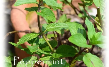 ハーブの彩 ♪第２回　ミントを栽培してみよう