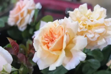 Labyrinth バラの迷宮 pickup51『プシュケ Psyche』