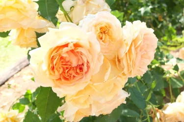 Labyrinth バラの迷宮 pickup19『ラ ベル ポー La Belle Peau』