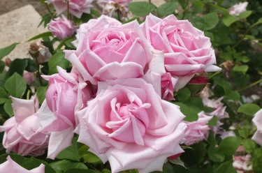 カッコイイ！ 剣弁高芯咲きの花 | 植物とあなたをつなぐPlantia