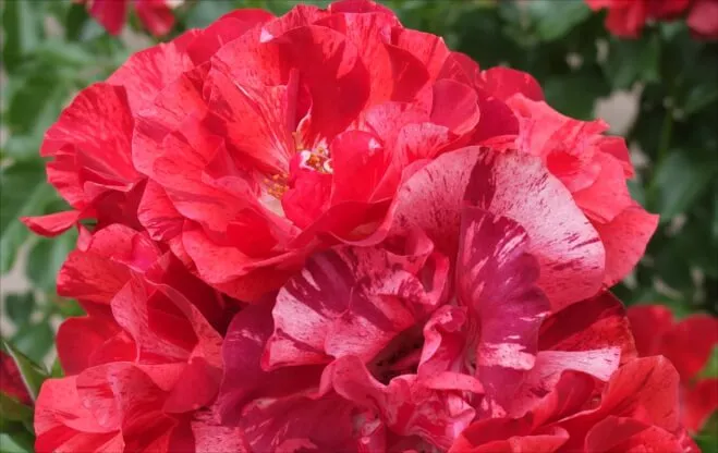 Labyrinth バラの迷宮 pickup2『ラ レーヌ ドゥ ラ ニュイ La reine de la nuit』