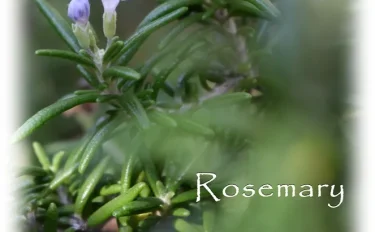 ハーブの彩 ♪第１回　意外と身近なローズマリー