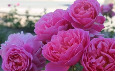 ニュアンスさまざま　フランスのピンク色のバラ