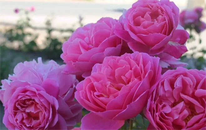 ニュアンスさまざま　フランスのピンク色のバラ