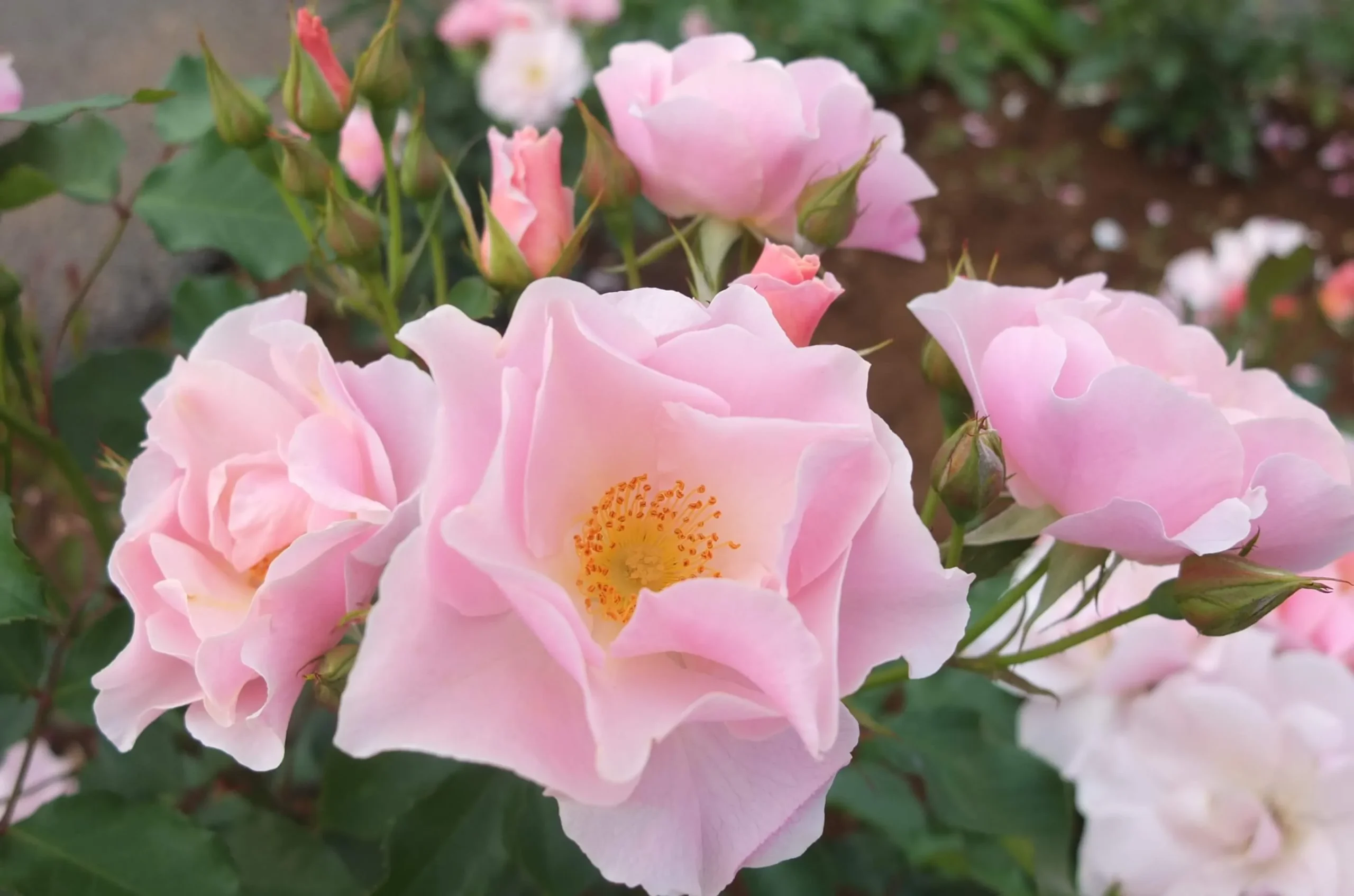 心地良いオーラ～「波状弁咲き」のバラ① | 植物とあなたをつなぐPlantia