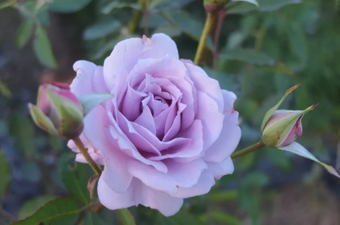 Labyrinth バラの迷宮 pickup10『爽（そう） SOU』