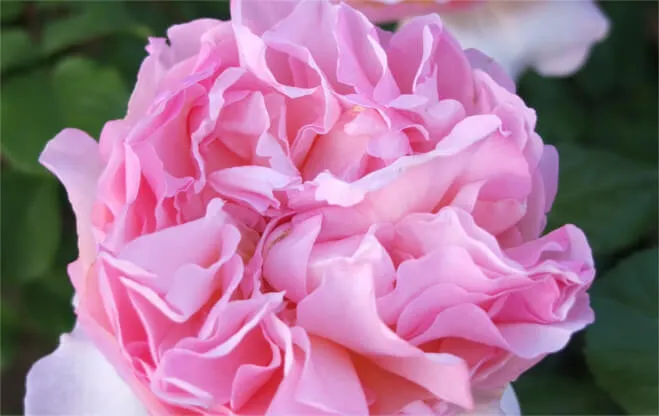 Labyrinth バラの迷宮 pickup1『プリンセス シャルレーヌ ドゥ モナコ Princesse Charlene de Monaco』