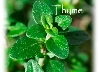 ハーブの彩 ♪第６回　強い抗菌・タイム