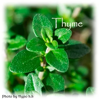 ハーブの彩 ♪第６回　強い抗菌・タイム