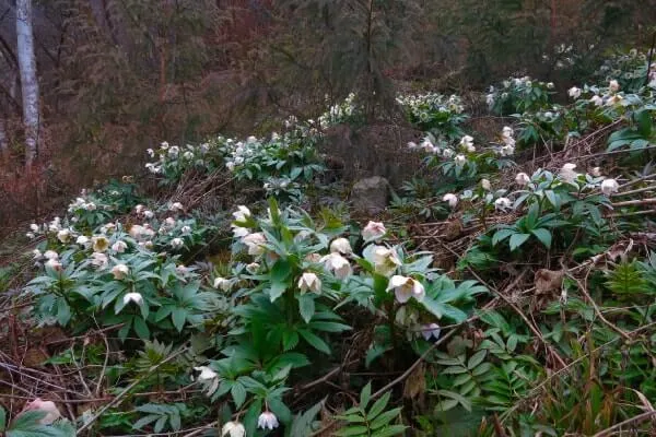 ヘレボルス・チベタヌス 好きにならずにいられないクリスマスローズの