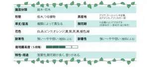 バラ