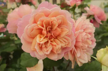 Labyrinth バラの迷宮 pickup36『ブロドリー Broderie』