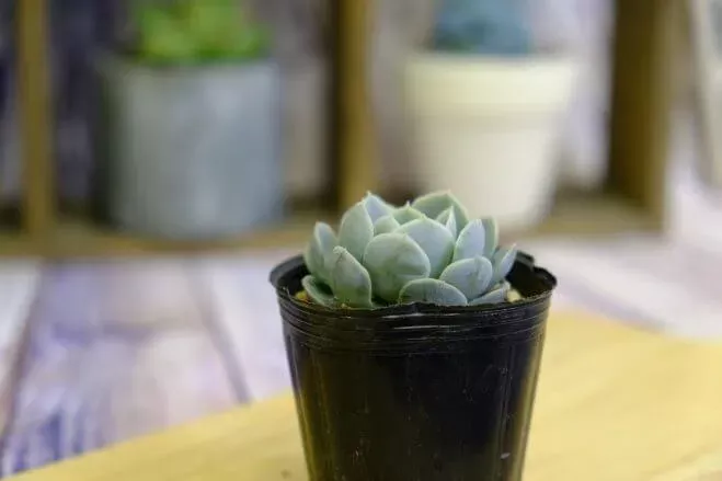 succlents world　多肉の世界　pickup９『ルンヨニー』