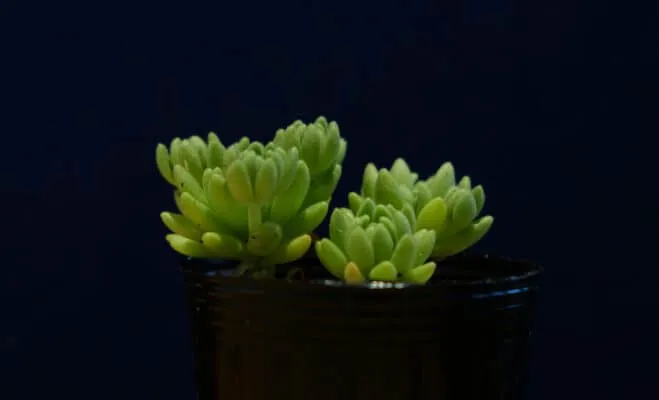 succlents world　多肉の世界　pickup31　それぞれが逃げ出しそう？『ウィンクレリー』