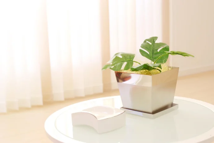 【観葉植物】100円ショップで買ったモンステラをのびのび育てるためには?育て方のポイント