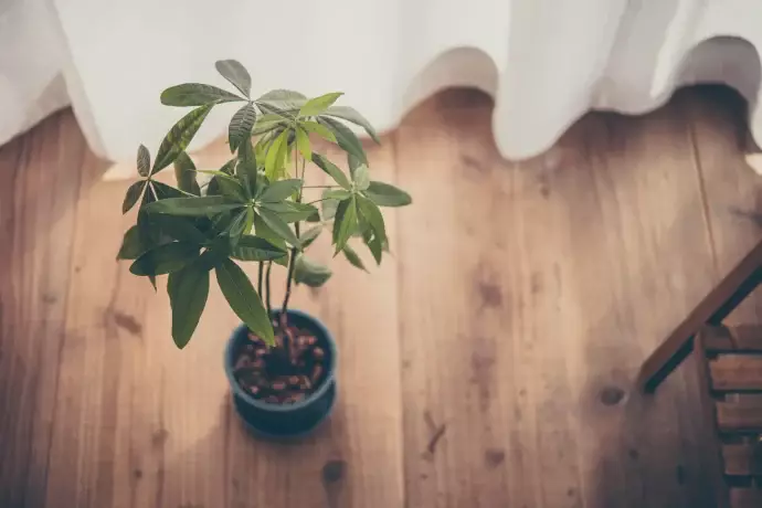 スグリの育て方｜植えつけやお手入れのコツ、増やし方 | 植物とあなた