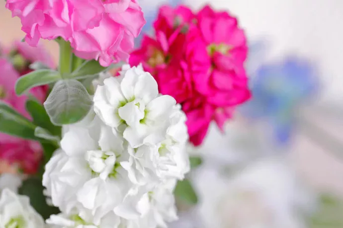 甘い香りと鮮やかな花が美しいストック。きれいに花を咲かせるには?