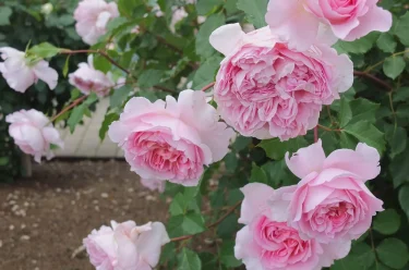 Labyrinth バラの迷宮 pickup9『ヘレン』